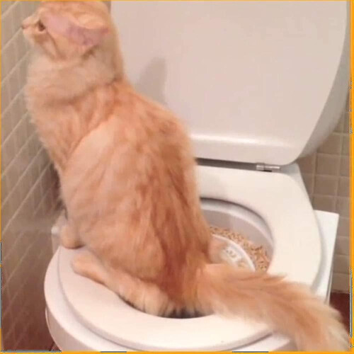 High Quality Toilet Training Kit for Cats 1
