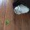 Electric Automatic Cat Toy Mouse Pet Cat Agility Toy 4