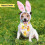 Easter Dog Bandana 2 Pack Cute Pet Triangle Scarf Egg Flower 3