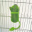 Plastic Cuttlebone Holder Bird Cage Feeder Cup Rack Storage Bowl Stand SZRH A-YH 5