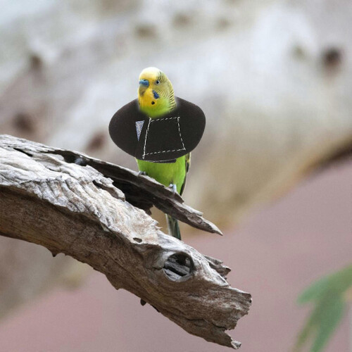 2Pcs Bird Recovery Collar Rings Anti-Pecking Parrot Protective Collars 2