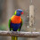 Multicolor Bird Tearing Pull Rings Puzzle Toy for Small Medium Bird Enrichment Chewing 4