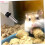 4 Pack Hanging Water Bottle for Hamster Dispenser Easy Install Clean Water 3