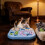 Interactive Cat Brain Training Puzzle Toy Play & Weight Management Multicolor Sifang multifuncti 4