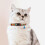 2Pk Soft Breakaway Bell Cat Collars - Adjustable Safety Kitten Collars Patterned Print (L) 2PCS 4