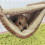 Coffee L Double Layer Soft Warm Hanging Hammock Cage Bed for Squirrel Hamster 3