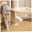 43cm Plush Spoon Shape Cat Window Hammock Washable Scratchproof Large Cat Tree Bed 2
