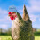 10Pcs Knit Mini Adjustable Pet Chicken Hat Decors Mixed Style 5