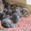 Bunny Ladder Cage Mat 10-Pack Plastic Floor Liners for Rabbits 3