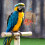 Hanging Wood Chewing Toy for Parrot Bird Cage Shredding Fun 5