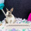 White Rabbit Potty Training Litter Box with Splash-Proof Fence 4