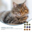 Interactive Crinkle Balls Cat Toy 10 Pcs for Kitten Indoor Fun 3