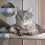 Cat Window Hammock Perch Suction Cup Replacement 8 Pcs [XR] 3