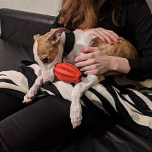 Leckerli-Ball für Hunde – Bissfestes interaktives Spielzeug zum Spielen und Kauen