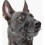 Adjustable Dog Muzzle With Soft Padding for Anti-Biting, Barking, and Chewing Prevention 1