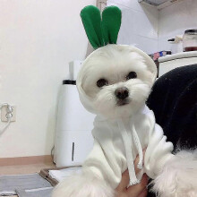 (White Radish, L) Warm Dog Hoodie Sweatshirt for Small Medium Large Dogs Cats Chihuahua -Aoba