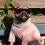(Red) Gafas de sol UV para perros pequeños/medianos, fáciles de usar. 2