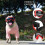 (Red) Gafas de sol UV para perros pequeños/medianos, fáciles de usar. 3