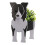 (Multicolor, Border Collie) Fioriera a forma di cane, facile da assemblare, per uso esterno e interno. 3