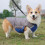 (Green Yellow, XL) Warm Pullover Dog Jacket for Small Medium Large Dogs 5