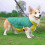 (Reddish Black, 2XL) Warm Pullover Dog Jacket for Small Medium Large Dogs 5