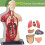 Modelo de Corpo Humano de 11 Polegadas para CriançAs, Brinquedos Modelo de Anatomia Do Tronco Humano, Boneca de Anatomia RemovíVel de 8 PeçAs com 4
