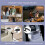 Ice Maker Machine  Home/Car Electric Ice Maker Automatic  Fast Pruple US Plug 5