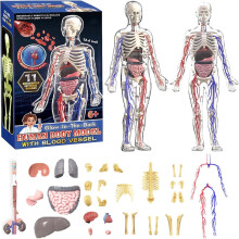 Human Body Model Educational Set 29-Piece Transparent DIY