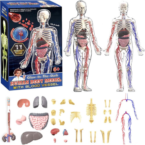 Human Body Model Educational Set 29-Piece Transparent DIY