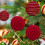 Christmas Tree Ornament Set Brown Flock Balls 10cm 2 pcs 4