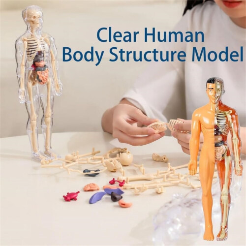 Transparent Human Body Model with Removable Organs and 2