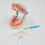 Soft Removable Tooth Model for Dental Veneer Preparation 5