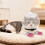 Cat Muzzle Breathable Transparent Head Cover for Grooming 3