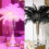 Ostrich Feathers Mixed Colors 50 pcs 7.9-9.8 in 3