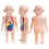 Human Anatomy Model Toy Organ Set 2
