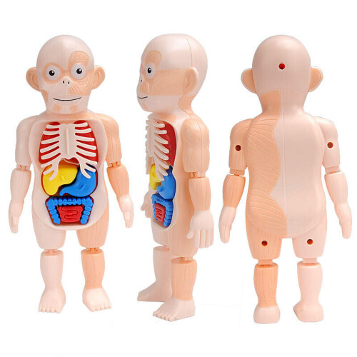 Human Anatomy Model Toy Organ Set 1
