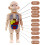 PVC Human Torso Anatomy Model with Organs Muscles Bones 6