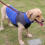 Reflective Waterproof Dog Coat Winter Warm Small Medium 8