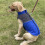 Reflective Waterproof Dog Coat Winter Warm Small Medium 5