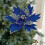 Artificial Glitter Poinsettia Flower Blue 6