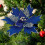 Artificial Glitter Poinsettia Flower Blue 4