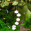 Hummingbird Feeder with Wind Chime Leak-Proof Ant-Bee Proof 5