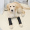 Pet Joint Protector JT2 - Sort til støtte af hunde  L 2
