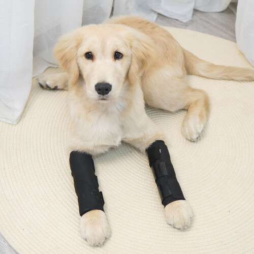 Pet Joint Protector JT2 - Sort til støtte af hunde  L 1