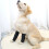 Pet Joint Protector JT2 - Sort til støtte af hunde  L 4