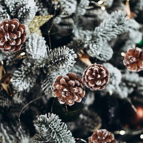 Natural Pine Cones with White Edges 9 Pcs 1