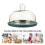 Cake Bread Sampling Plate with Glass Lid Set of 1 2