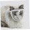 Supvox breathing muzzle portable head cover for grooming 5