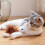 HIABIO Interactive Cat Toy Electric Mouse Teaser 1 Pack 3