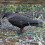 Crow Decoy Full Body Plastic Black with Stake 2